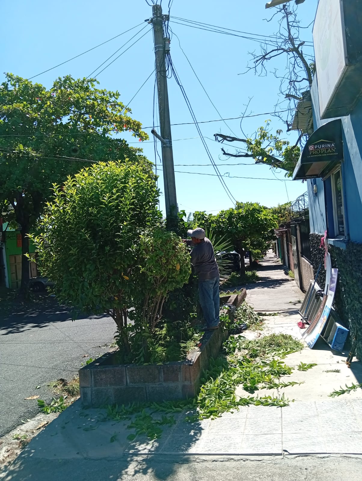 Poda de arbustos y setos
