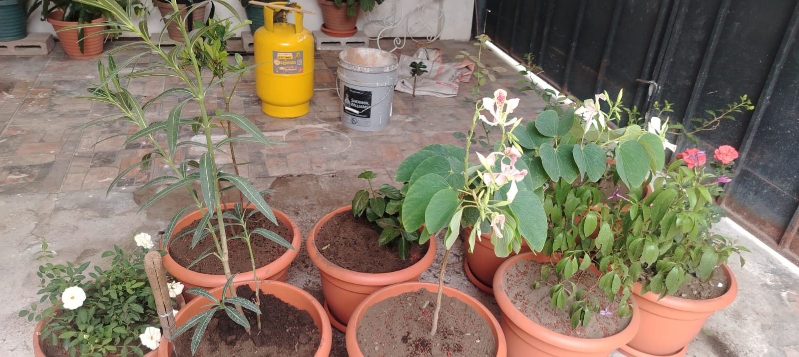Plantas en maceta bien cuidadas