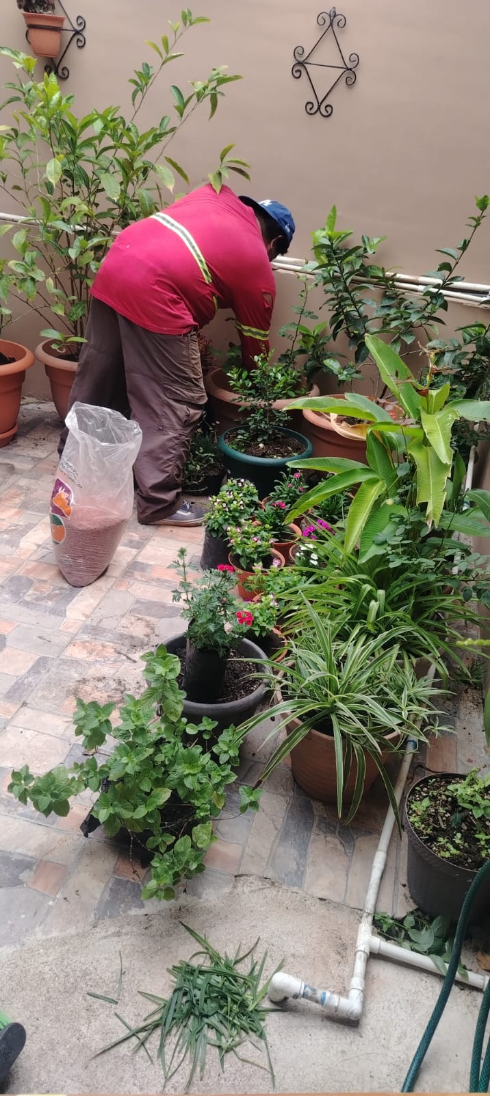 Mantenimiento de plantas en jardín