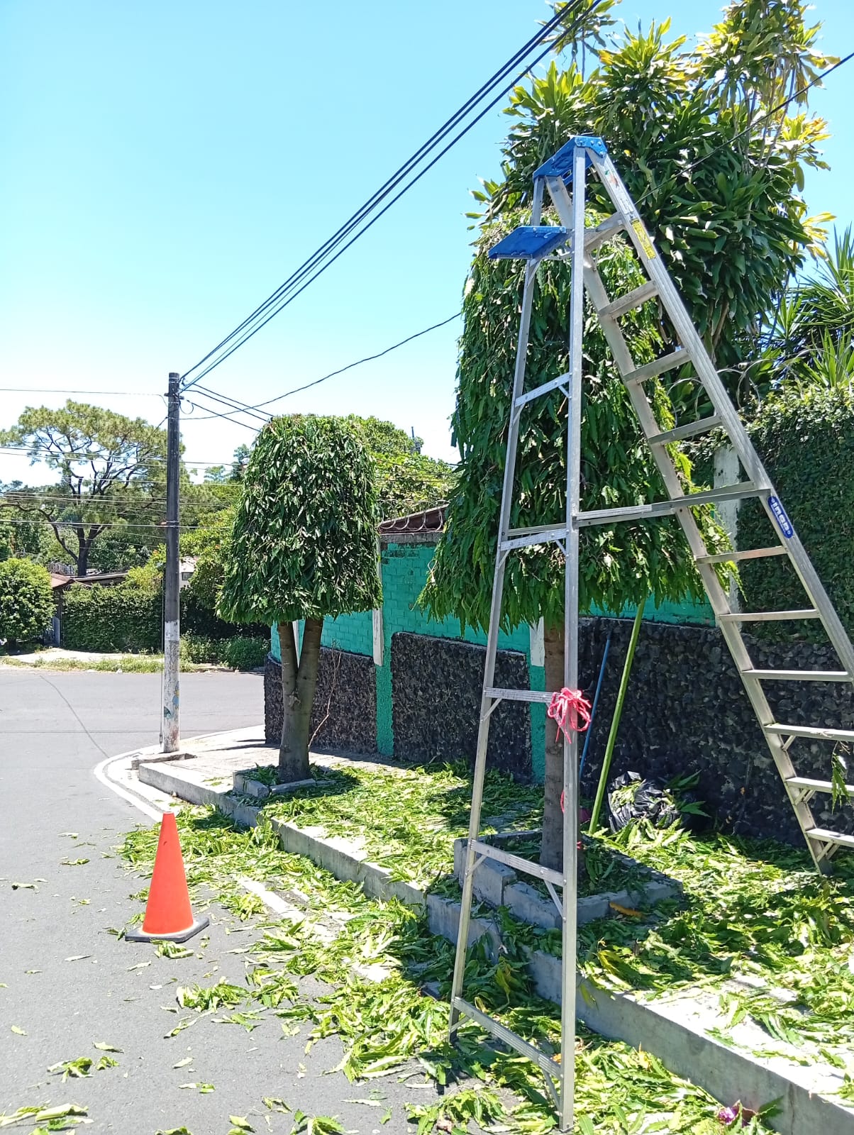 Poda de árboles de ornato