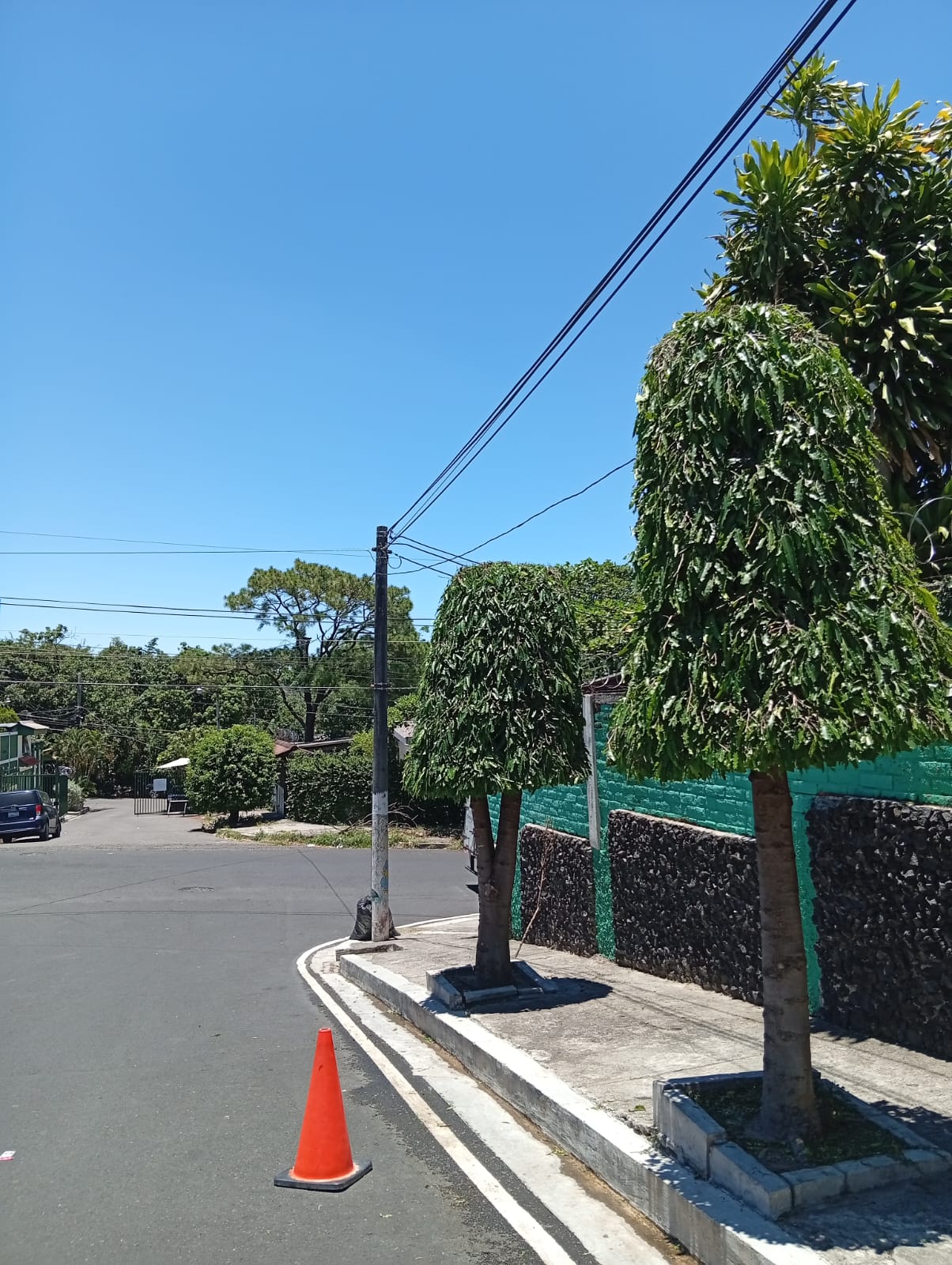 Árboles podados con buena forma